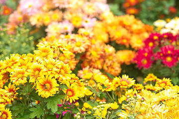 multicolored chrysanthemums