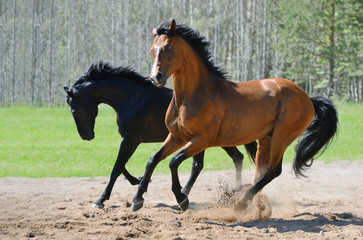 Two stallions gallop on manege