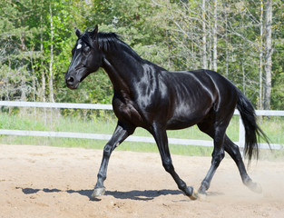 Fototapeta premium Black stallion in motion