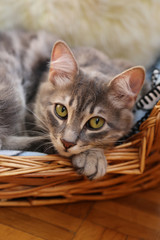 Fototapeta na wymiar cute cat w koszyku