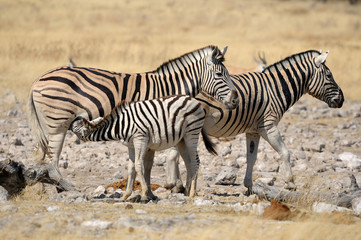 Fototapeta na wymiar ¬rebię Zebra karmienia, Etosha, Namibia