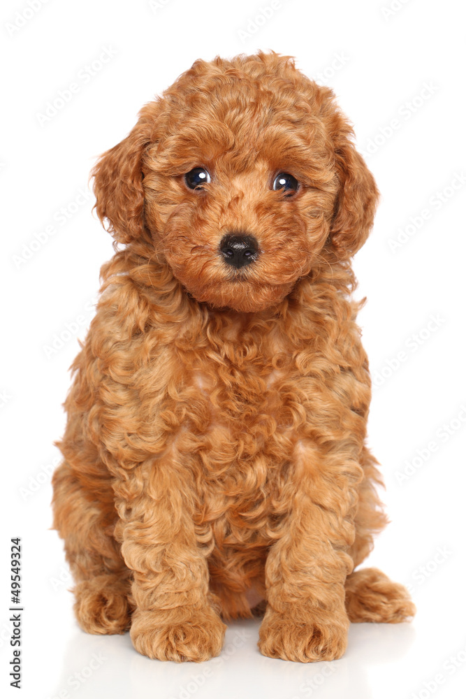 Wall mural Poodle puppy portrait