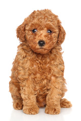 Poodle puppy portrait