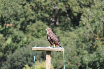Bird of prey
