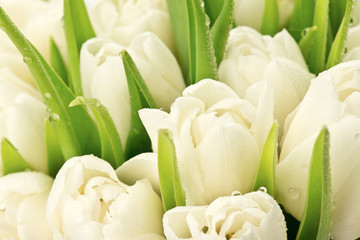 Obrazy na Szkle  Tulipany