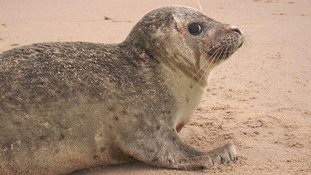 b&eacute;b&eacute; phoque sur le sable
