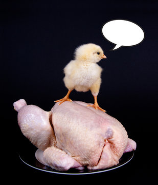 K&uuml;ken auf Suppenhuhn