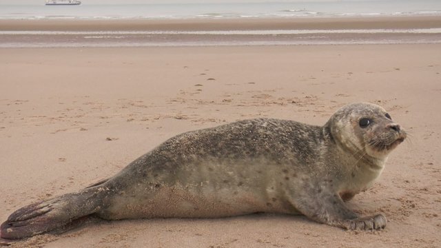 jeune phoque sur la plage