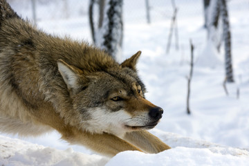 Naklejka premium European gray wolf (Canis lupus) in winter