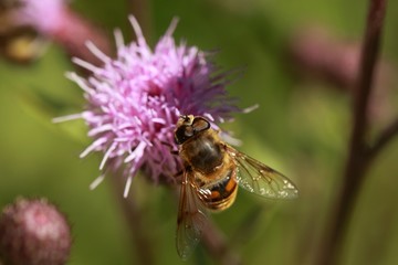 Bee on flower