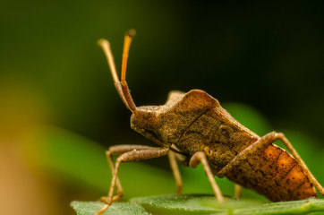 Shield Bug