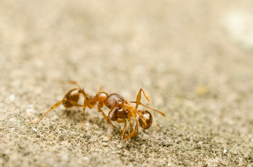Red Ant