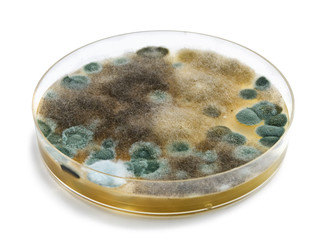 Petri dishes with mold isolated on white surface