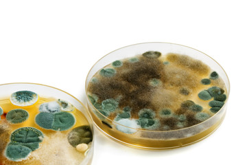 Petri dishes with mold isolated on white surface