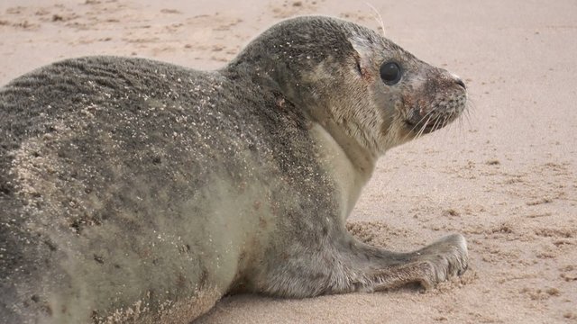 b&eacute;b&eacute; phoque en gros plan