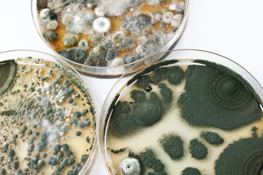Petri dishes with mold on white surface