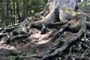 корни дерева © chingis61