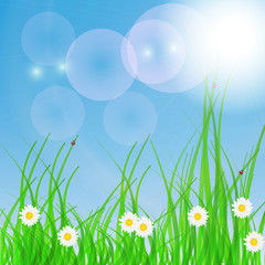 Fototapeta na wymiar Wiosna zielone tło. Trawa i kwiat.