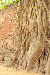 Sandstone Buddha head covered tree root near brick wall.