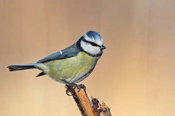 Blaumeise