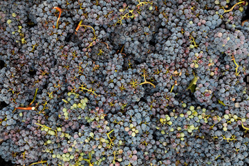 Harvested Red Wine Grapes