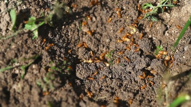 Ants at work
