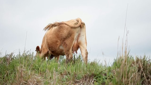 Brown and white cow eating grass