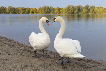 Pair of Mute Swans