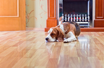 The dog has a rest on wooden to a floor near to a fireplace - Powered by Adobe
