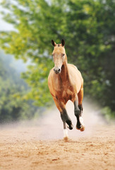 horse galloping in the dust