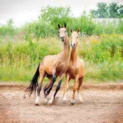 two horses play