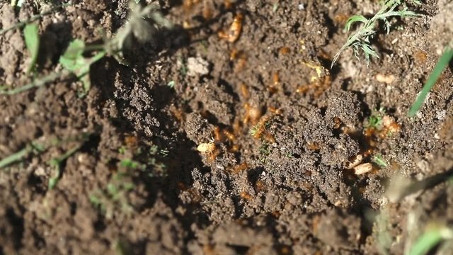 Ants at work