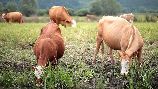 Brown and white cow eating grass