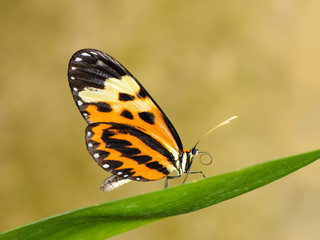 Tropical butterfly on leaf