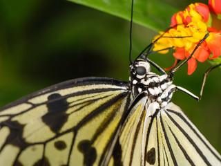 Tropical butterfly on plant