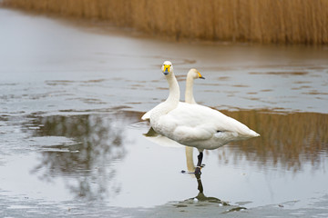 Whooper swan standing in a frozen lake in winter