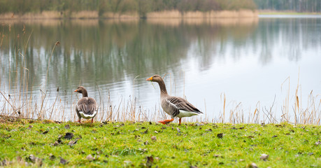 Geese walking along the shore of a lake