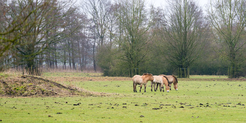 Przewalski horses in nature in winter