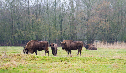 European bison in nature in winter