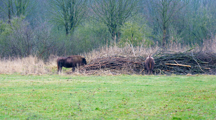 European bison in nature in winter
