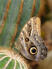Tropical butterfly on cactus