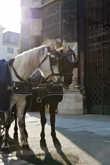 Fototapeten Fiakerhorses in Front of "Stephansdom Cathedral" of Vienna © Creativemarc