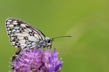 Schachbrettfalter auf Witwenblume