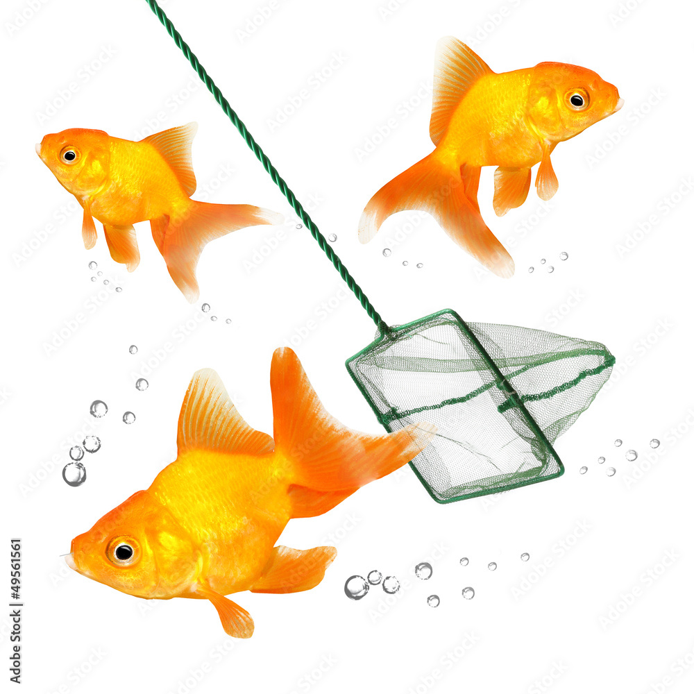 Wall mural Catching of the goldfish. Success concept.