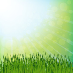 Obraz premium Spring green grass and sun rays.