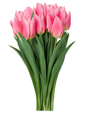 Pink tulips