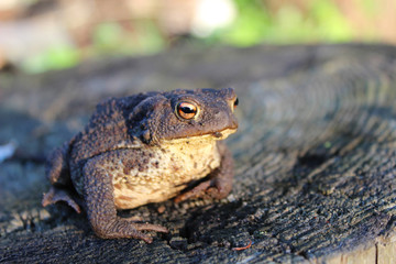 European ground toad