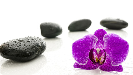 Fototapeta na wymiar Masaż kamieniami i orchidea kwiat z kroplami wody