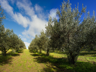 giardino di ulivi