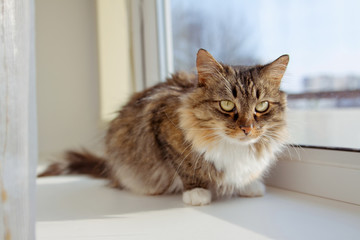 Cute kitten sitting on the window